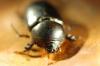 79539 – Photo : Dysticidae – France (13)