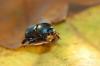 79524 – Photo : Dysticidae – France (13)