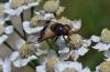 79911 – Photo : C.gager – France (25)
