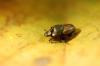 79526 – Photo : Dysticidae – France (13)