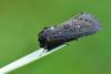79646 – Photo : Simon Labonne – France (34)