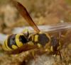 79280 – Photo : Philippe Legros – France (30)