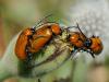 79681 – Photo : Prisca – France (13)