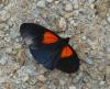 79926 – Photo : Patrick Decreus – Colombie