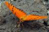 79719 – Photo : Patrick Decreus – Colombie