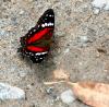 79606 – Photo : Patrick Decreus – Colombie