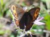 79181 – Photo : Prisca – France (05)