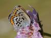 79530 – Photo : Prisca – France (13)