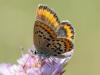 79527 – Photo : Prisca – France (13)