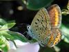 79752 – Photo : Prisca – France (05)