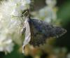 79682 – Photo : Patrick Decreus – France (65)