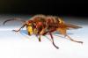 79657 – Photo : Patrick Decreus – France (22)