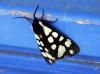 79904 – Photo : Patrick Decreus – France (34)