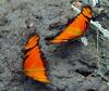 79709 – Photo : Patrick Decreus – Colombie