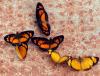 79810 – Photo : Patrick Decreus – Argentine