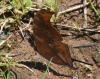 79877 – Photo : Patrick Decreus – Argentine