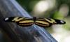 79811 – Photo : Patrick Decreus – Argentine