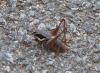 79451 – Photo : Remy GENTNER – France (83)