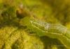 79531 – Photo : Francois Diemert – France (44)