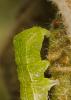 79570 – Photo : Francois Diemert – France (44)