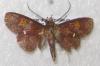 79720 – Photo : Alain BLED – Guyane française