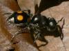 79894 – Photo : Alexandre Vinot – Guyane française