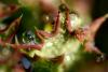 79976 – Photo : Karis Lao – France (87)