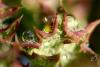79977 – Photo : Karis Lao – France (87)