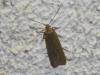 79627 – Photo : alain Roujas – France (31)