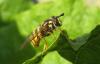 79713 – Photo : clovis – France (38)