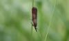 79555 – Photo : alain Roujas – France (31)