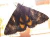 79963 – Photo : Prisca – France (13)
