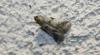 79950 – Photo : alain Roujas – France (31)