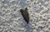 79707 – Photo : alain Roujas – France (31)