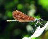 79350 – Photo : Alain BLED – France (44)