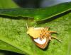79402 – Photo : Alain BLED – Guyane française