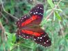 79403 – Photo : Alain BLED – Guyane française