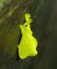 79253 – Photo : Alain BLED – Guyane française