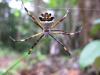 79255 – Photo : Alain BLED – Guyane française