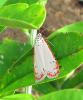 79257 – Photo : Alain BLED – Guyane française