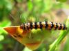 79258 – Photo : Alain BLED – Guyane française