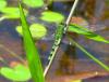 79302 – Photo : Alain BLED – Guyane française