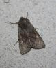 79509 – Photo : alain Roujas – France (31)