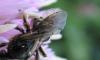 79053 – Photo : Elisabeth A. Harris – Royaume-Uni