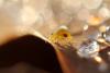 79974 – Photo : Karis Lao – France (87)