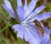 79008 – Photo : Gino Mousseau – France (49)
