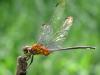 79614 – Photo : Denis Gaschignard – Guyane française