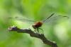 79152 – Photo : Denis Gaschignard – Guyane française