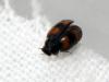 79825 – Photo : Julien Ait El Mekki – France (09)