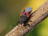 Oxycarenus lavaterae